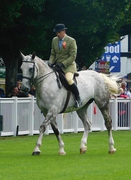 Irish Draft Horses